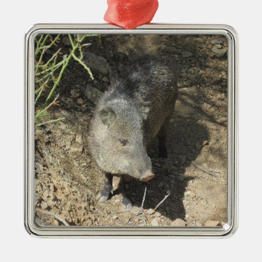 Javelina Metalen Ornament (Voorkant)