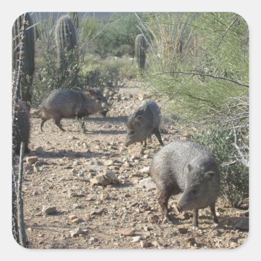 Javelina Stickers (Voorkant)
