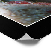 Jawfish met eieren poster (Hoek)