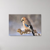Jay Bird Canvas Afdruk (Voorkant)