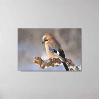 Jay Bird Canvas Afdruk