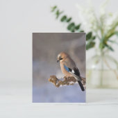 Jay Bird in Winter Briefkaart (Staand voorkant)