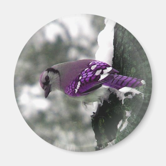 Jay Bird Magnet Magneet (Voorkant)