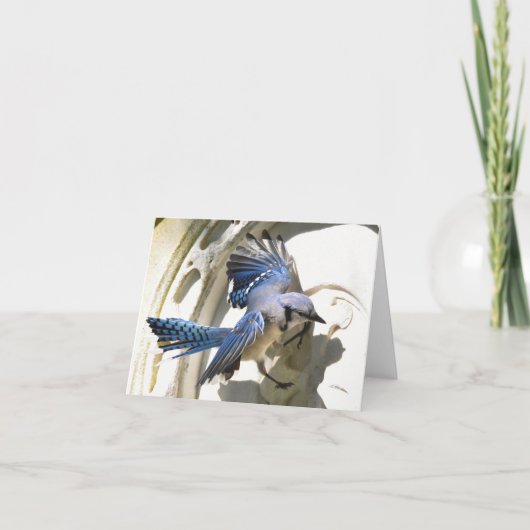 Jay bleu #3 - Carte de note blanche (Devant)