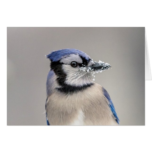 Jay bleu avec neige sur son bec (Devant horizontal)
