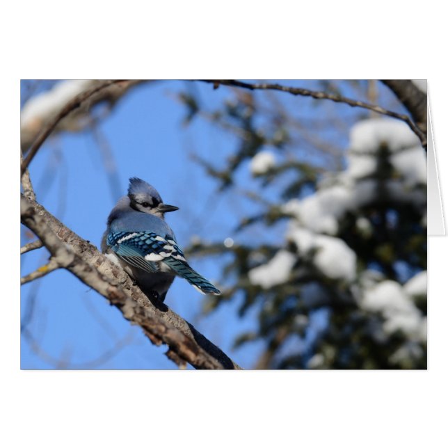 Jay bleu dans la neige (Devant horizontal)