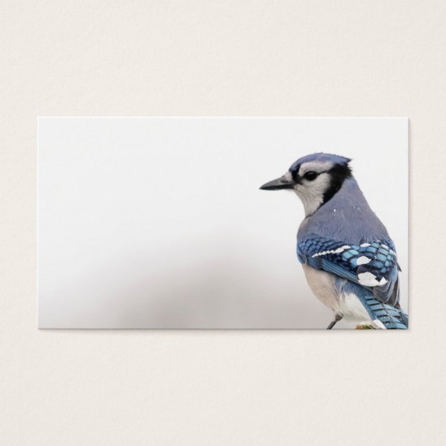 Jay bleu en hiver (Devant)