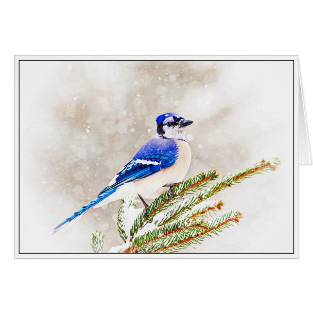 Jay bleu en hiver (Devant horizontal)