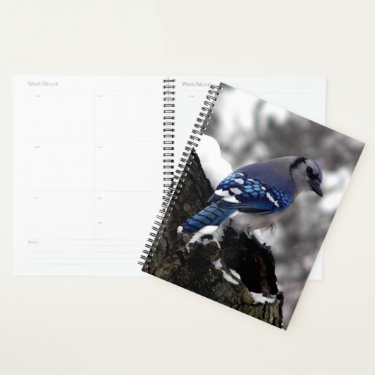 Jay bleu hiver (Devant avec enveloppe)