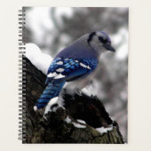 Jay bleu hiver (Devant)