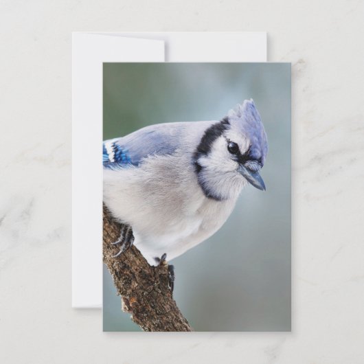 Jay bleu sur une carte de note vierge de branche (Devant)
