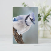 Jay bleu sur une carte de note vierge de branche (Debout devant)