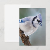 Jay bleu sur une carte de note vierge de branche (Devant / Derrière)