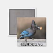 Jay de Steller avec Aimant d'arachide Idyllwild, C (Recto/Verso)