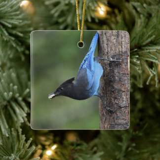 Jay van Steller (Cyanocitta stelleri) Keramisch Ornament