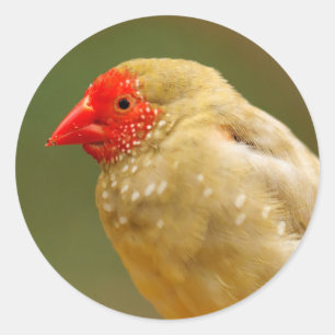 Je bent een ster. Finch Ronde Sticker