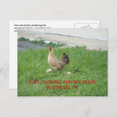 Je cherche mes cartes postales peeps (Devant / Derrière)