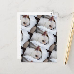 Je huisdierhond puppy aangepaste foto Chihuahua pa Briefkaart
