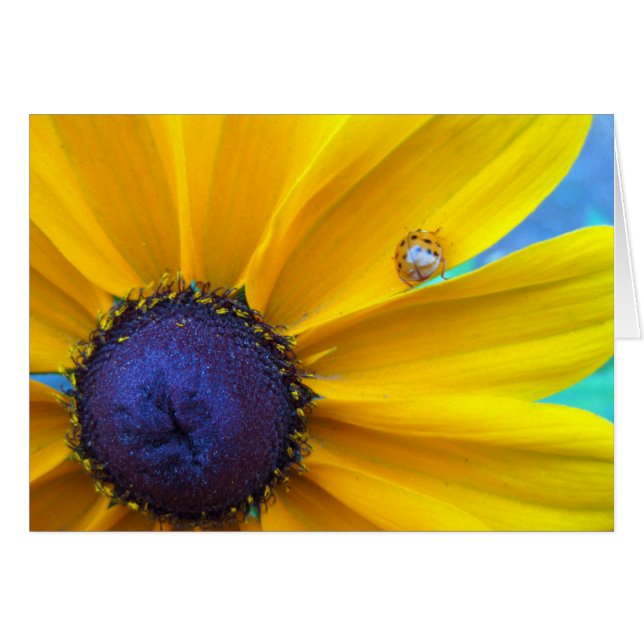 Je kunt wat zonneschijn sturen (Voorkant Horizontaal)