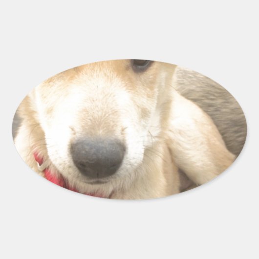 Je moet elke dag je liefde wekken ovale sticker (Voorkant)