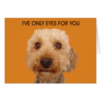 Je n'ai que des yeux pour toi