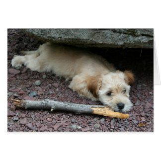 Je peux vous aider à carder