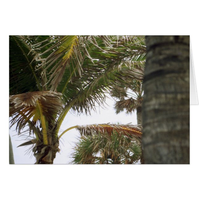 Je suis à Island Time ! (Devant horizontal)