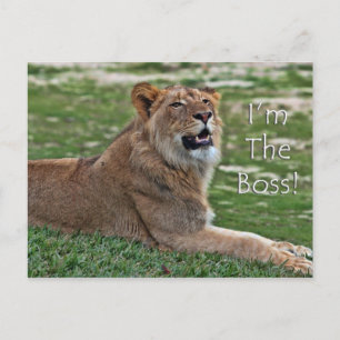 Je suis la carte postale du Lion Boss