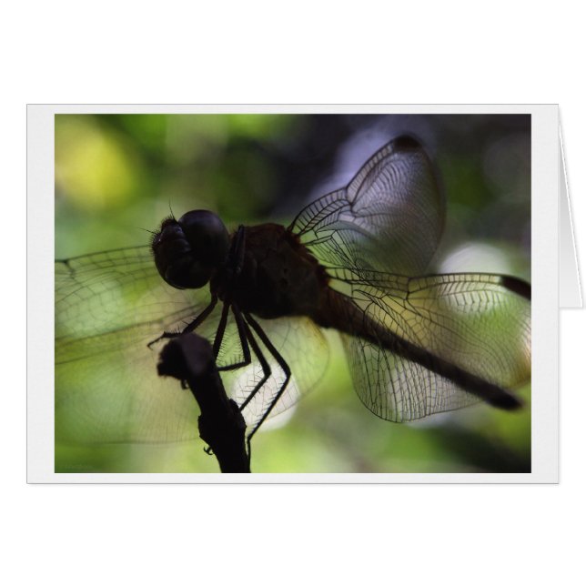 je suis un papillon (Devant horizontal)