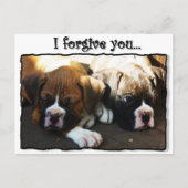 Je vous pardonne boîte chiots carte postale (Devant)
