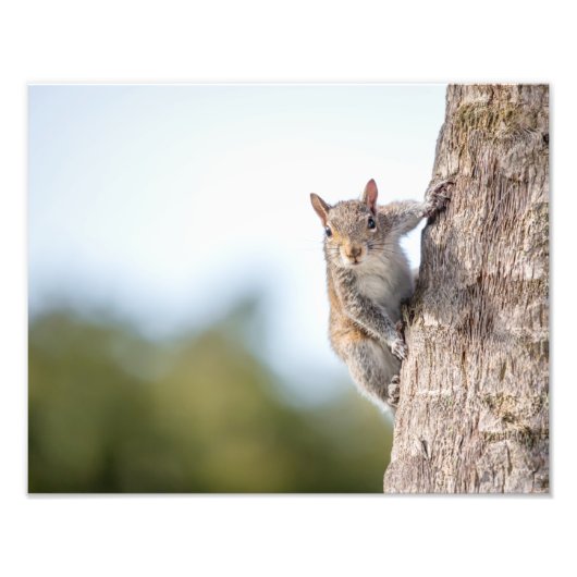 Je Vous Regarde ! Imprimantes photo d'écureuil (Devant)