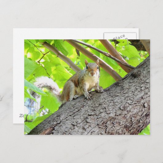 Je Vous Vois Carte Postale Squirrel (Devant / Derrière)