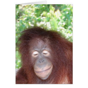 Jealousy: Mooie Red Hair Orangutan