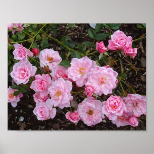 Jeanne LaJoie Rose #1 Poster (Devant)