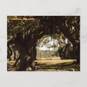 Jekyll Island Pathway naar het moeras Briefkaart (Voorkant)