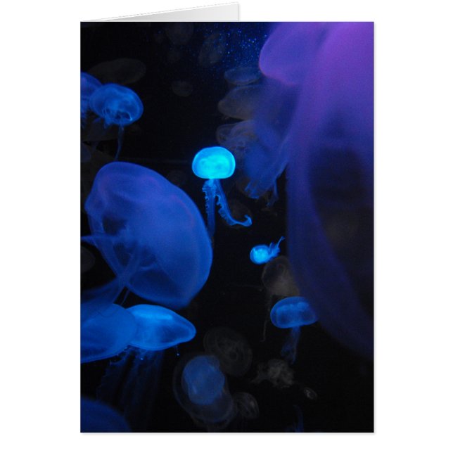 Jellies (Devant)