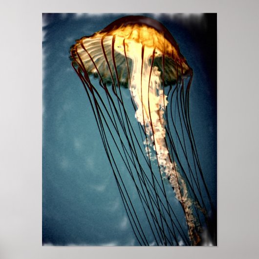 jellly_fly_2643_Paint_crtd Poster (Voorkant)