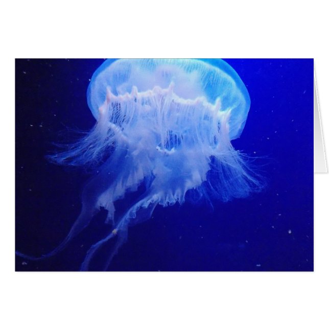 Jelly Belly (Devant Horizontal)