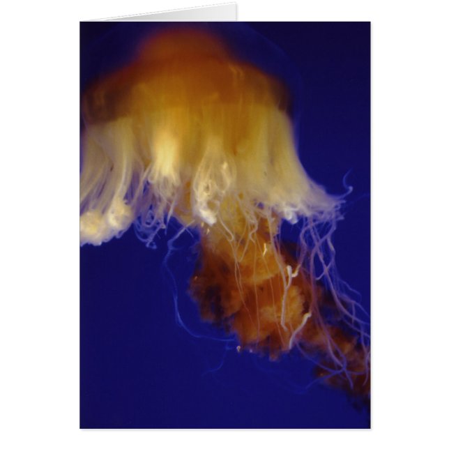 Jelly Card (Voorkant)