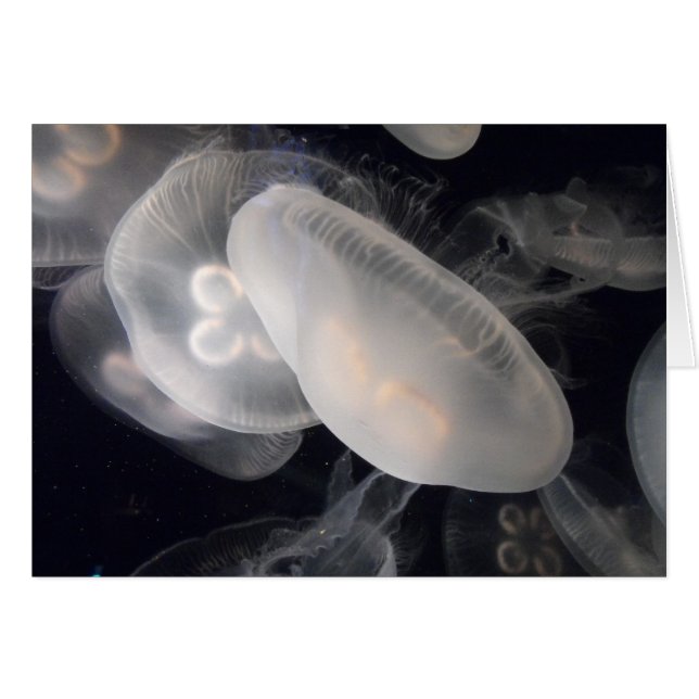 Jelly Fish (Voorkant Horizontaal)