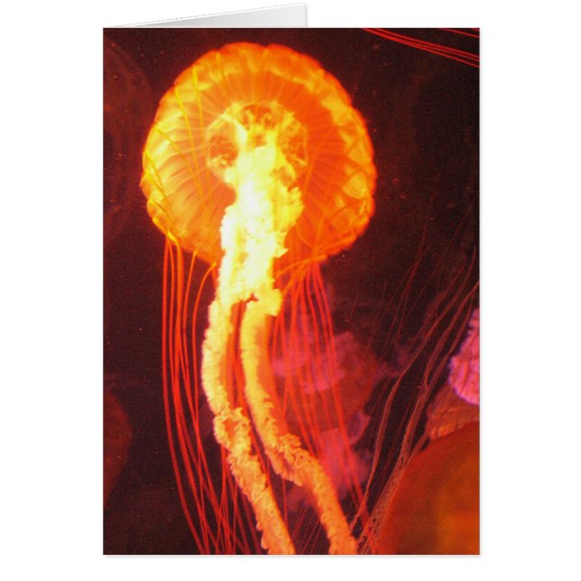Jelly Fish 4 (Voorkant)