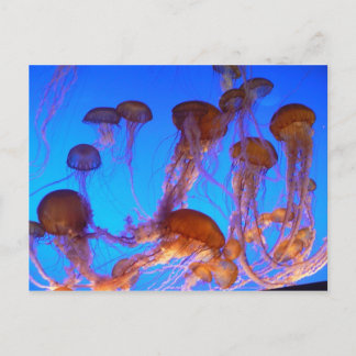 Jelly Fish Briefkaart