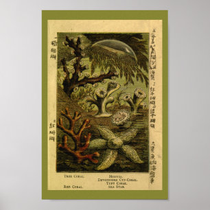 Jelly Fish Medusa Starfish Coral Art afdrukken Poster