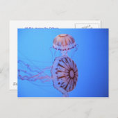 Jelly Fish - Monterey Bay, CA Briefkaart (Voorkant / Achterkant)