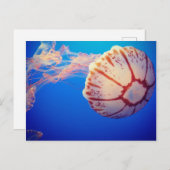Jelly Fish Post Card Briefkaart (Voorkant / Achterkant)