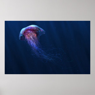 Jelly Poster
