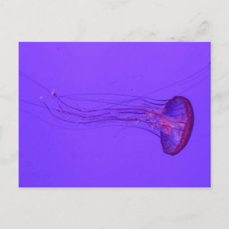 Jellyfish 3_ Special Fish Feestdagenkaart