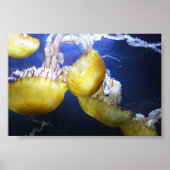 Jellyfish Blijf gewoon zwemmen Poster (Voorkant)