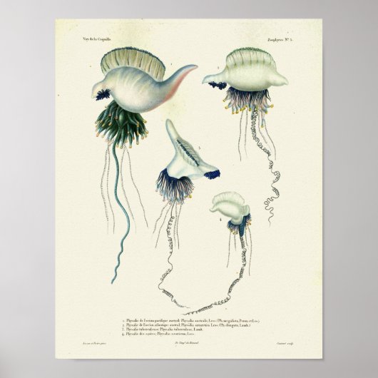 Jellyfish Blue  Zee creaties Kunstafdrukken Poster (Voorkant)
