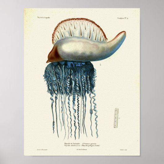 Jellyfish Blue  Zee creaties Kunstafdrukken Poster (Voorkant)